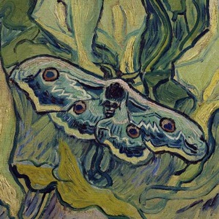 Skull Moth