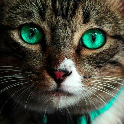 Luls Parada Castellano