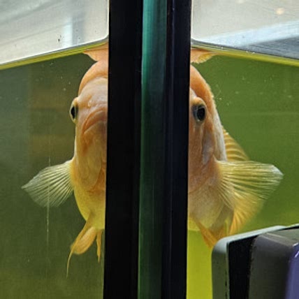 Alessia Arana Molina