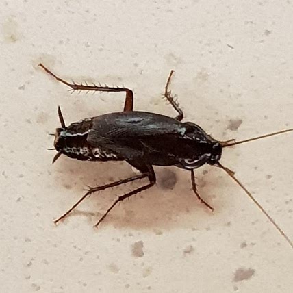 Christian Armstorfer