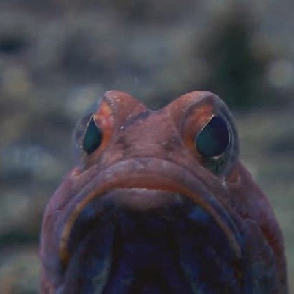 Nope Fish