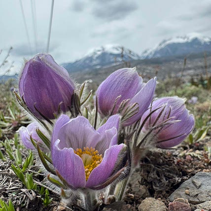 Stephanie Mullins-Masters