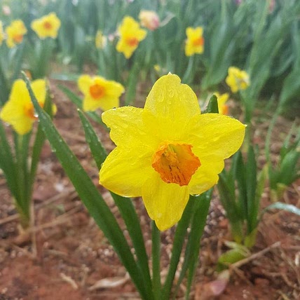 정희 곽