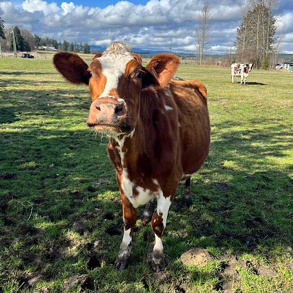 Crazy Cow