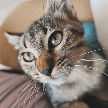 Kit