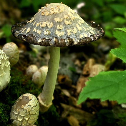 Sable Cavazos