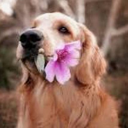 Animal Lover ♡