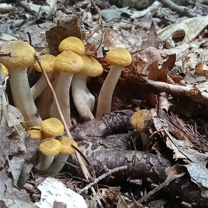 wild foods