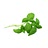 basil