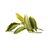 bay leaves