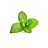 Mint leaves