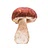 porcini mushrooms