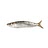 Fresh Sardines