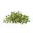 fresh lemon thyme