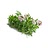 summer savory