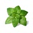 lemon balm