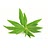 lemon verbena