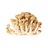 shimeji mushrooms