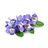 violet flower
