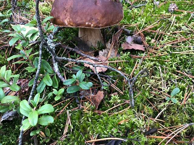 Season for mushrooming is in Belarus