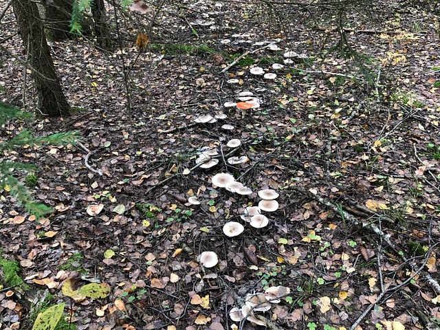 🍄