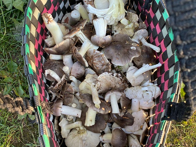 Autumn mushrooms