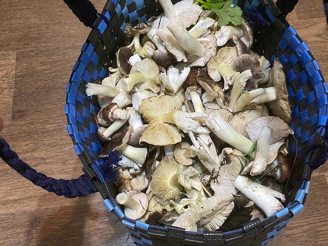 New season is here🍄