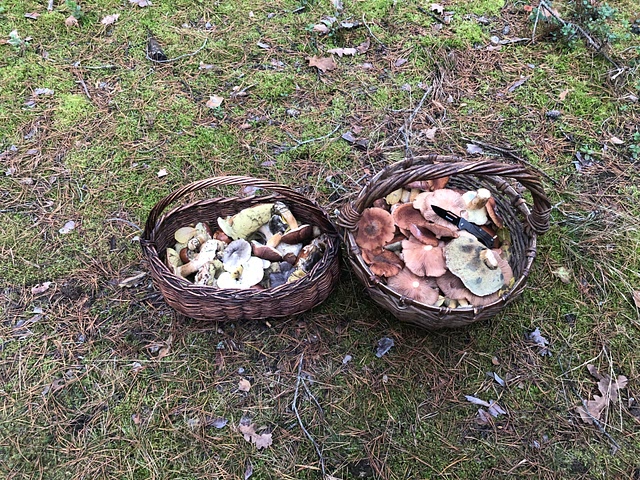 this year only autumn mushrooms 
