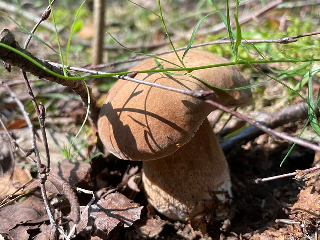 Boletus edulis