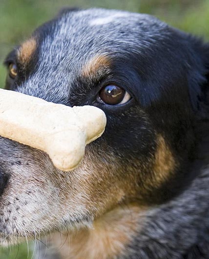 Peanut Butter Dog Biscuits Recipe