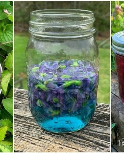 Homemade Violet Flower Jelly