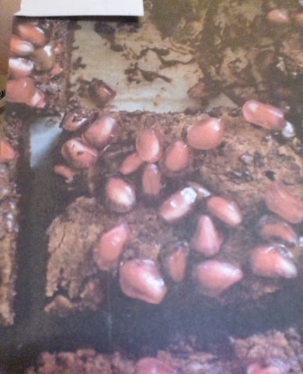 My best Chocolate Brownies