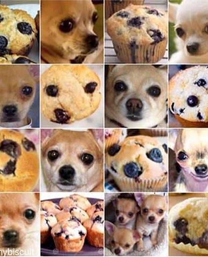 Ilya's Muffins
