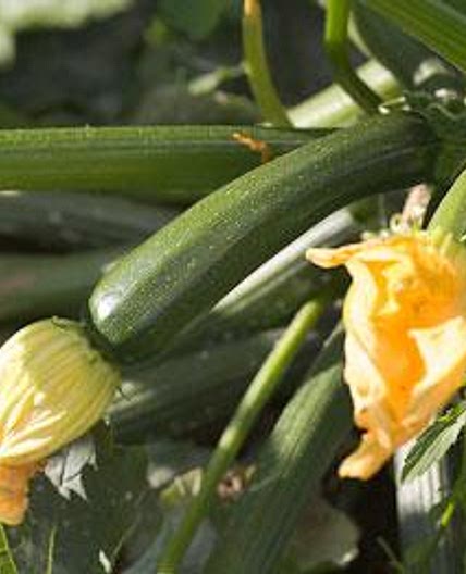 Baked courgette (zucchini) and tomato