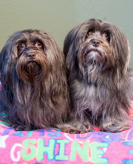 Healthy Homemade Dog Food