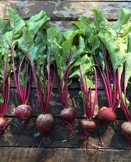 Beet and Radish Pickles