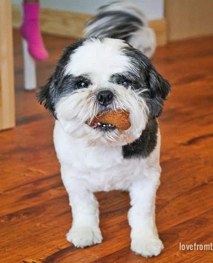 Homemade Dog Treats