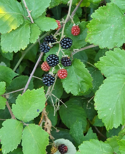 Blackberry jam
