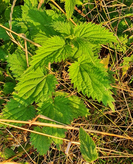 Nettle tea