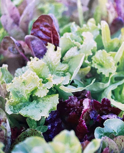 Apple Arugula [SSC]