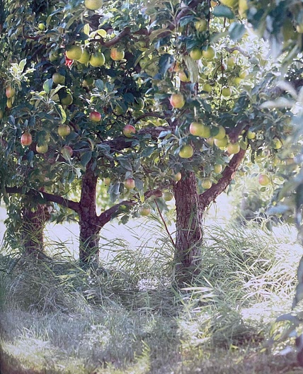 Apple (with Broccoli) [SSC]