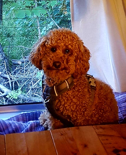 South East Asian curry