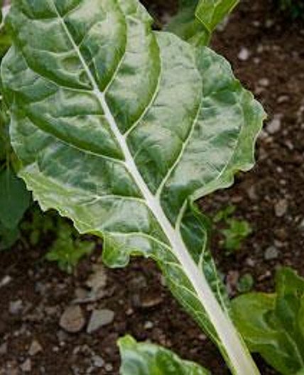 Chard with rice and peas