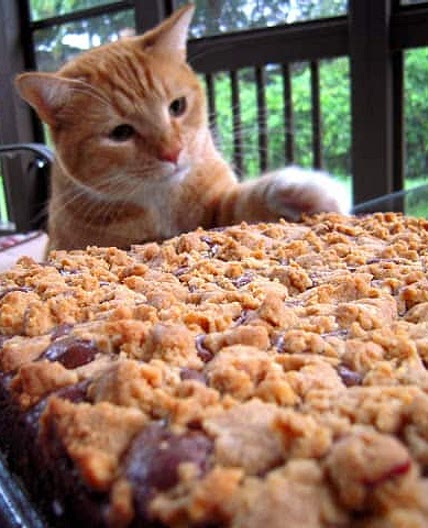 Peanut-Butter Streusel Brownies - Plain Chicken