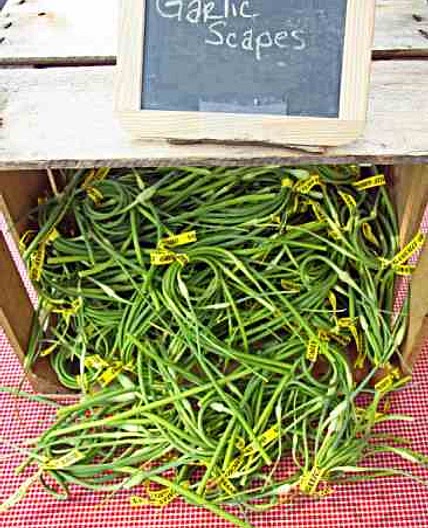 Fermented Garlic Scape Paste Recipe