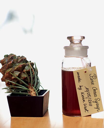 Pine Cone Syrup Recipe