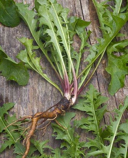 Homemade Dandelion Beer Recipe