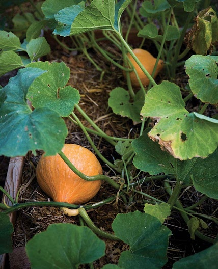 WINTER SQUASH AND CARAMELIZED ONION SOUP WITH EIGHT FINISHES