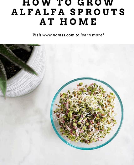 How To Grow Alfalfa & Radish Sprouts at Home
