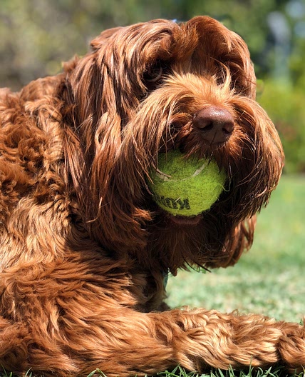 Just Food For Dogs | Chicken